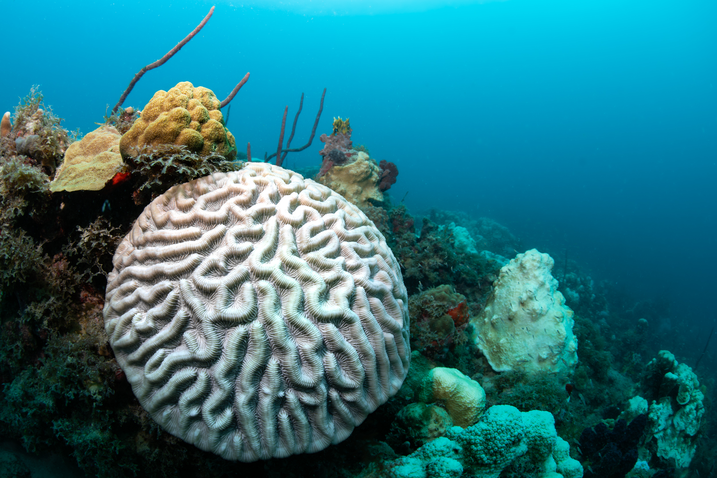 This boulder brain coral (Colpophyllia natans) has completely bleached from prolonged heat, but it’s not dead. If temperatures drop quickly, it may recover and regain its symbiotic algae and color. Photo: Dan Mele