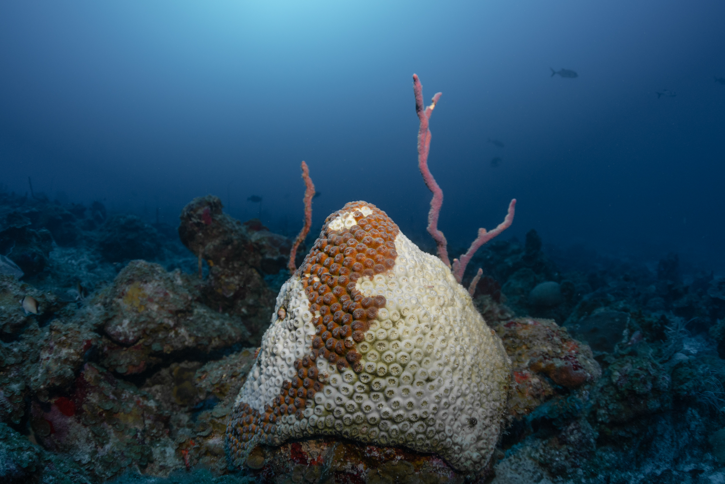 Unlike bleaching, the white areas on corals infected with stony coral tissue loss disease are bare skeleton rather than just lost color. If the coral survives, it could take decades to regrow the dead tissue. Photo: Dan Mele