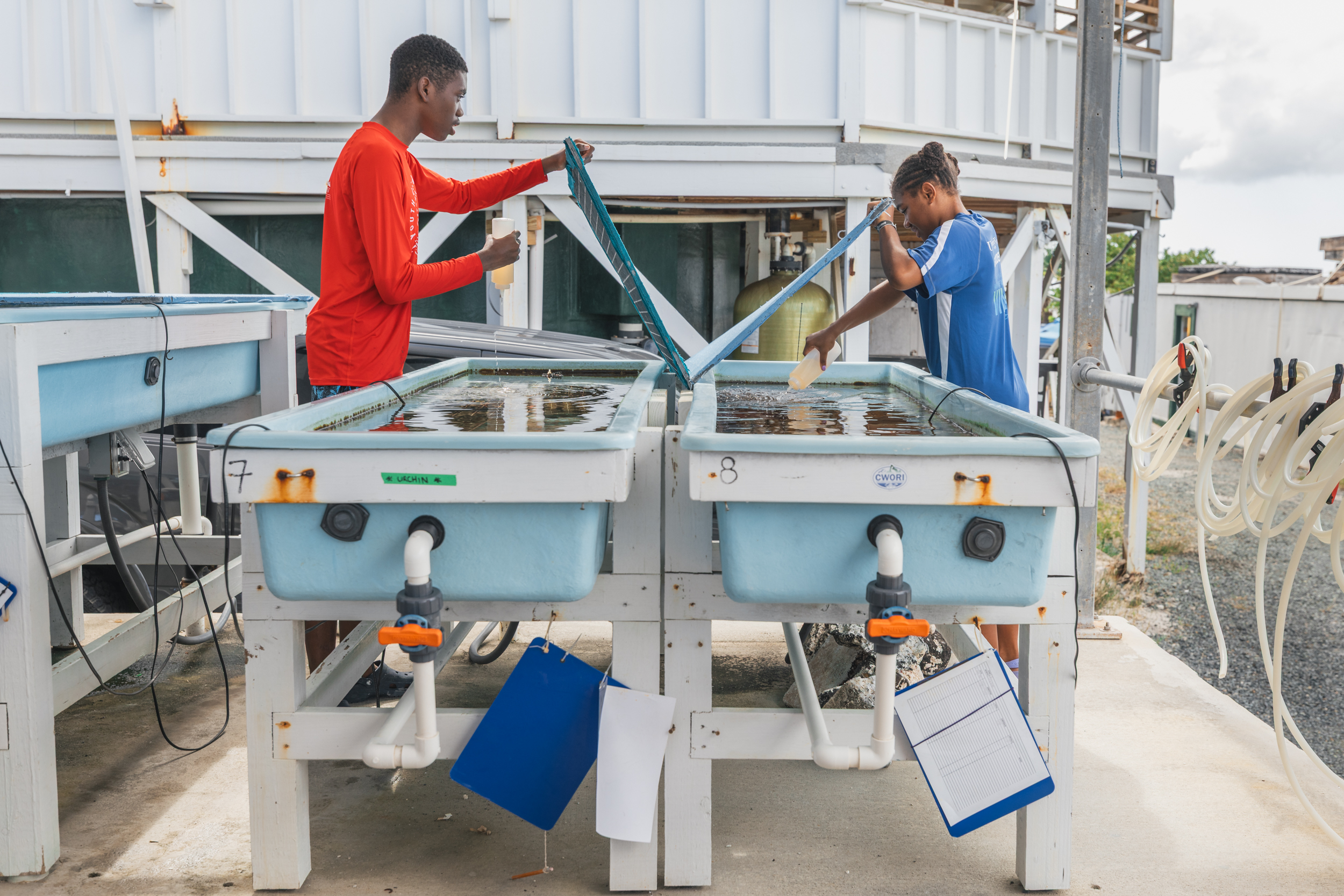 Feeding corals involves squirting their food into the water tanks, where it disperses throughout. The corals then ingest the food when it reaches their mouths. Photo: Dan Mele