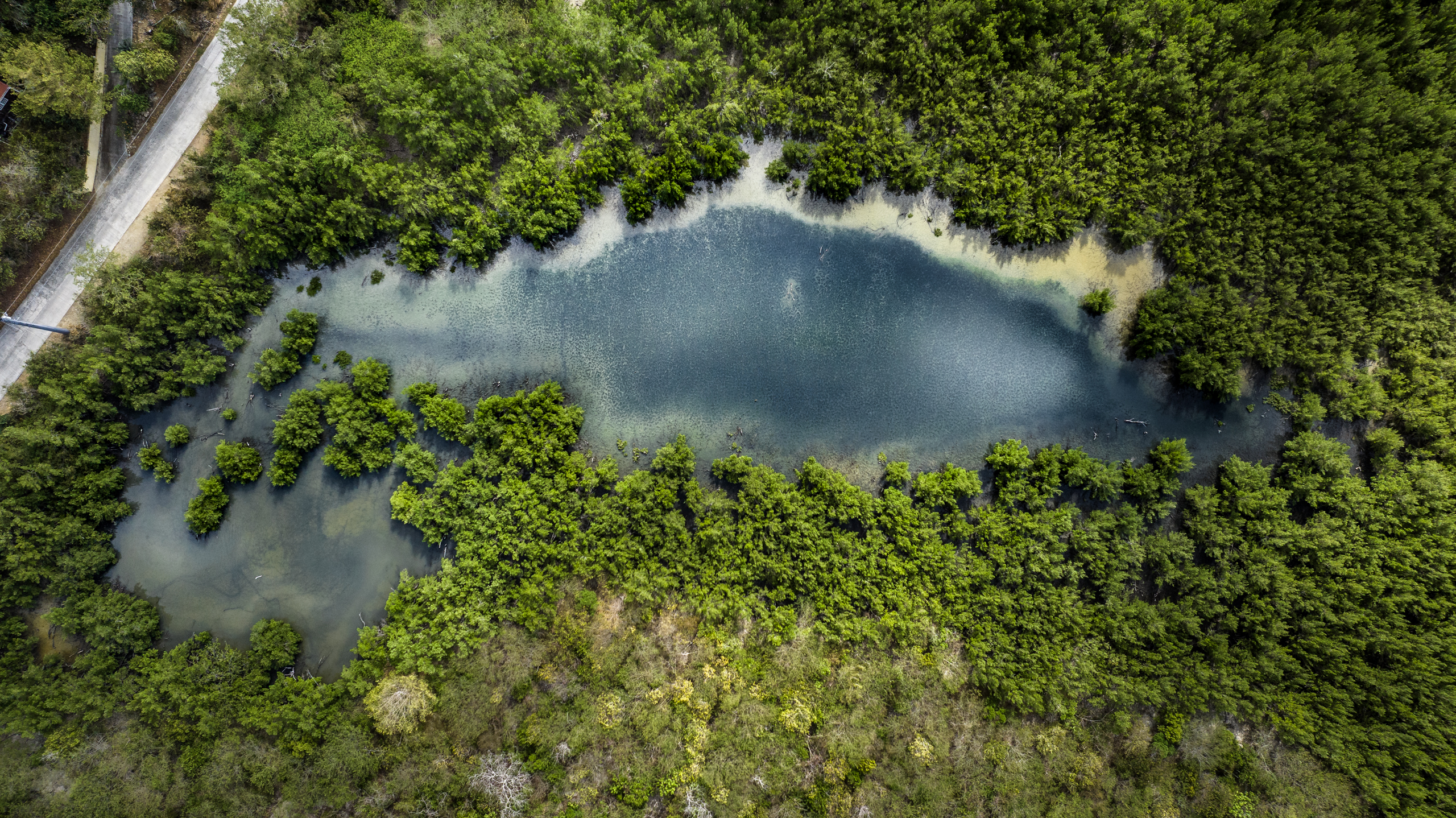 Salt ponds are like the septic tank of the watershed. Much of the nutrients and pollutants that flow through the guts during rainstorms ends up trapped here, protecting coastal marine environments.